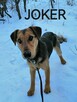 JOKER młody łagodny piesek w typie teriera szuka domu - 4