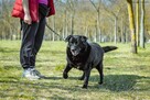 Joint-czarny pies w typie labradora do pilnej adopcji - 8