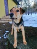 JOKER młody łagodny piesek w typie teriera szuka domu - 3
