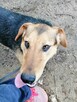 DUDUŚ młody aktywny wesoły piesek poleca się do adopcji - 2