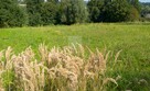 Działka budowlana Tymowa gm. Czchów - 2