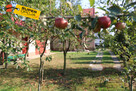 Dom Żabno, - 11