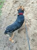 DUDUŚ młody aktywny wesoły piesek poleca się do adopcji - 8