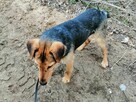 DUDUŚ młody aktywny wesoły piesek poleca się do adopcji - 4