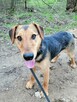 DUDUŚ młody aktywny wesoły piesek poleca się do adopcji - 5