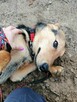 DUDUŚ młody aktywny wesoły piesek poleca się do adopcji - 6