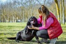 Joint-czarny pies w typie labradora do pilnej adopcji - 5
