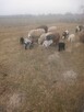 Sprzedam owce i jagnięta - 6
