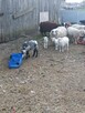 Sprzedam owce i jagnięta - 4