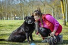 Joint-czarny pies w typie labradora do pilnej adopcji - 7