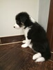 Border Collie - 3