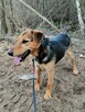 DUDUŚ młody aktywny wesoły piesek poleca się do adopcji - 3