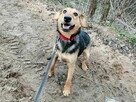 DUDUŚ młody aktywny wesoły piesek poleca się do adopcji - 7
