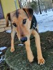 JOKER młody łagodny piesek w typie teriera szuka domu - 2