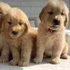 Golden retriever - 6