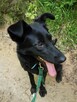 NEGRA młoda suczka poleca się do adopcji - 2