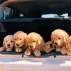 Golden retriever - 8