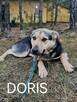 DORIS młoda łagodna suczka szuka domu - 2