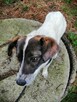 AKACJA młoda spokojna suczka poleca się do adopcji - 8