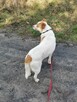 KODI młody spokojny piesek poleca się do adopcji - 6