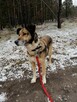WERKA spokojna suczka szuka domu - 8