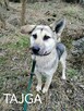 TAJGA młoda duża łagodna suczka szuka domu - 2