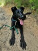NEGRA młoda suczka poleca się do adopcji - 3