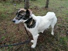 AKACJA młoda spokojna suczka poleca się do adopcji - 7