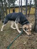 DORIS młoda łagodna suczka szuka domu - 8