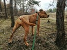 ZARA młoda energiczna sunia szuka domu - 8