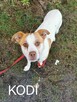 KODI młody spokojny piesek poleca się do adopcji - 1