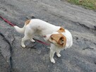 KODI młody spokojny piesek poleca się do adopcji - 3