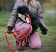 Młody niewielki psiak Wafelek - 4