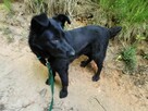 NEGRA młoda suczka poleca się do adopcji - 5