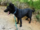 NEGRA młoda suczka poleca się do adopcji - 6