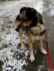 WERKA spokojna suczka szuka domu - 2
