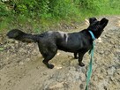 NEGRA młoda suczka poleca się do adopcji - 4