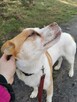 KODI młody spokojny piesek poleca się do adopcji - 5