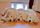 Golden retriever - 5