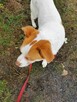 KODI młody spokojny piesek poleca się do adopcji - 4