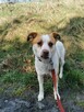 KODI młody spokojny piesek poleca się do adopcji - 7