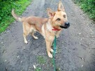 TARKANn młody pies w typie owczarka niemieckiego szuka domu - 2