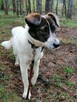AKACJA młoda spokojna suczka poleca się do adopcji - 2