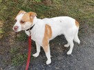 KODI młody spokojny piesek poleca się do adopcji - 2