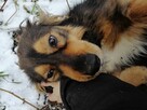 SABA spokojna łagodna suczka szuka domu - 5