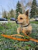 Precelek, Scruffy, Kejti szukają domów, pies, suczka, małe - 3