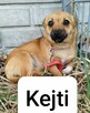 Precelek, Scruffy, Kejti szukają domów, pies, suczka, małe - 4