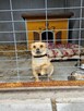 Precelek, Scruffy, Kejti szukają domów, pies, suczka, małe - 8