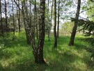 Działka blisko Łodzi - 2