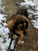 SABA spokojna łagodna suczka szuka domu - 2